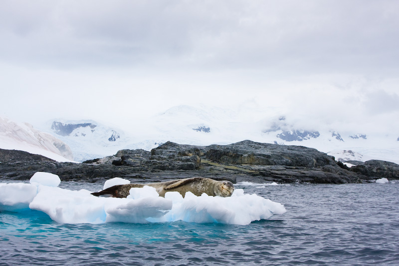 Leopard Seal On Iceberg